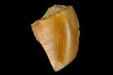 Bargain, Partial Raptor Tooth - Real Dinosaur Tooth #154767-1